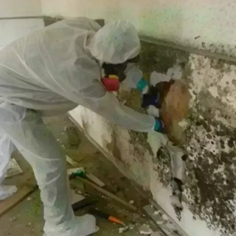 Mold Remediation and Removal in Geneva, AL